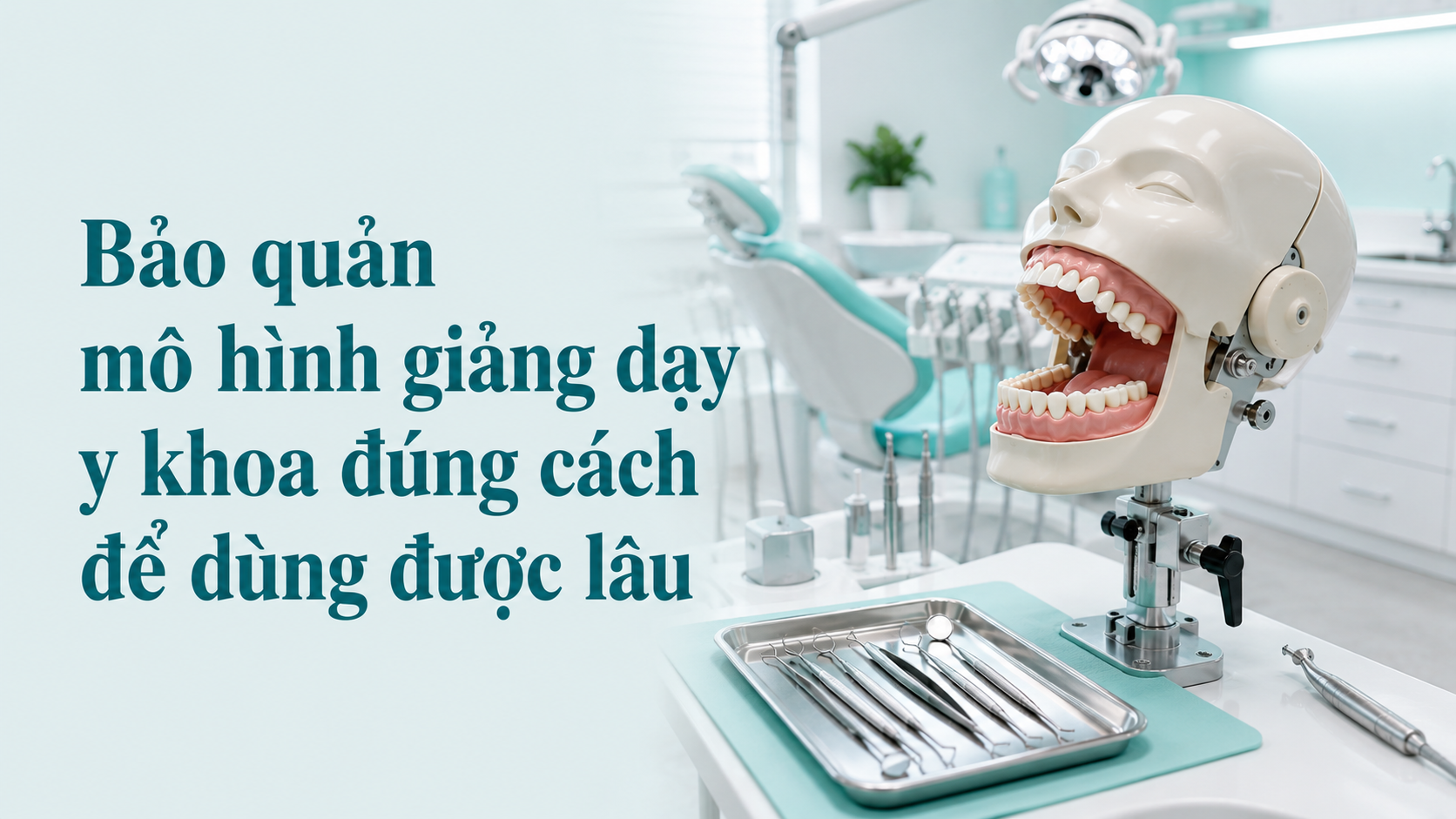 Bảo quản mô hình giảng dạy y khoa đúng cách để dùng được lâu